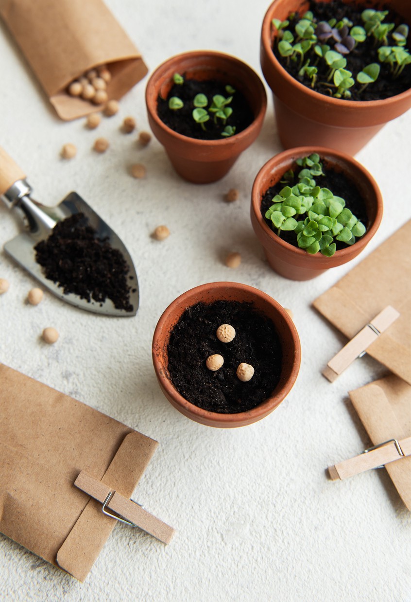 petits pots semances