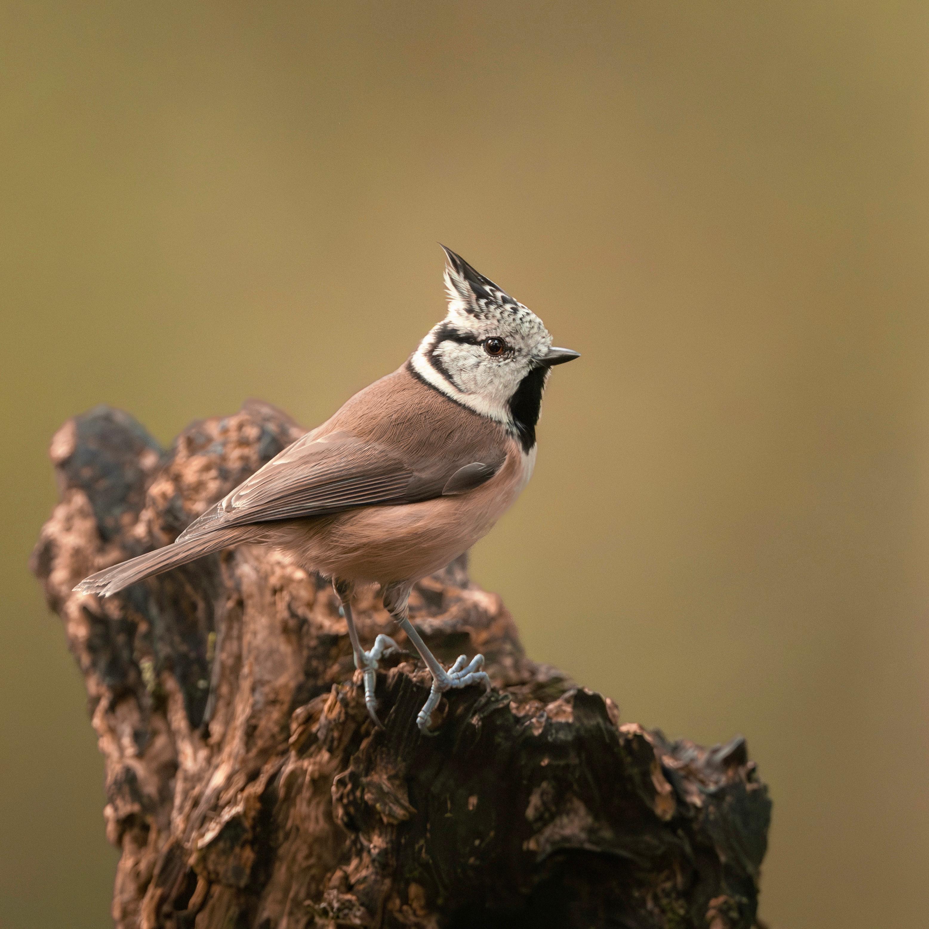 oiseau sur une branche